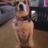 Entry image for Lexie