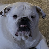 Entry image for Rocco