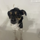 Entry image for Momo