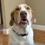 Entry image for Ladybird