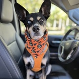 Entry image for Finn