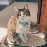 Entry image for Chicken 