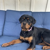 Entry image for Bonnie 