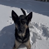 Entry image for Shadow 