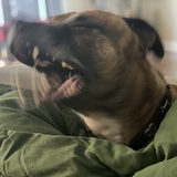 Entry image for Cambria