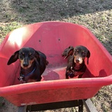 Entry image for Tater and Charlie