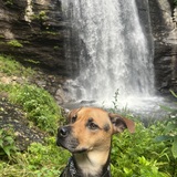 Entry image for Mango