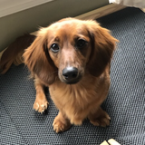 Entry image for Lil Red