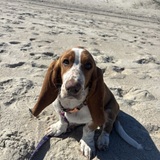 Entry image for Dolly