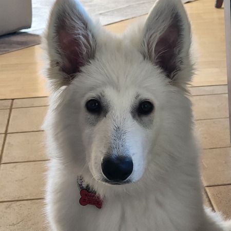 Entry image for Kasper. Clicking this image will show a larger photo