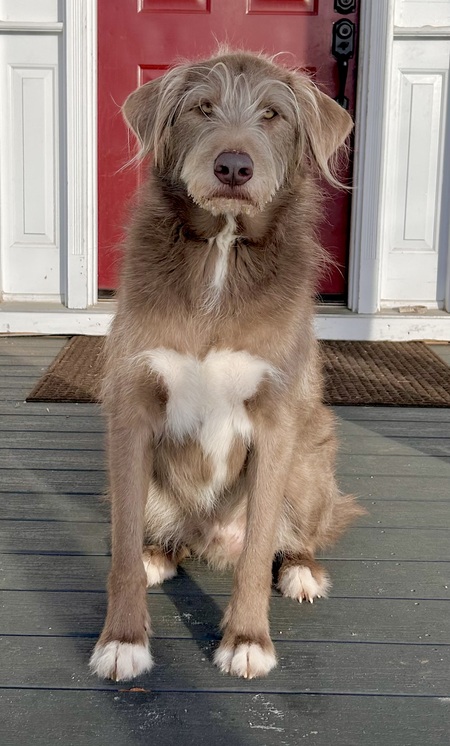 Entry image for Monty. Clicking this image will show a larger photo