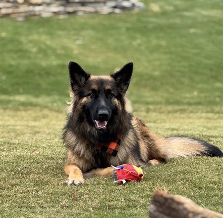 Entry image for Lexi. Clicking this image will show a larger photo