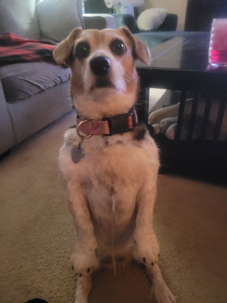 Entry image for Lexie. Clicking this image will show a larger photo