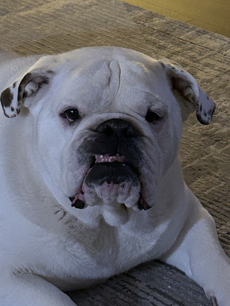 Entry image for Rocco. Clicking this image will show a larger photo