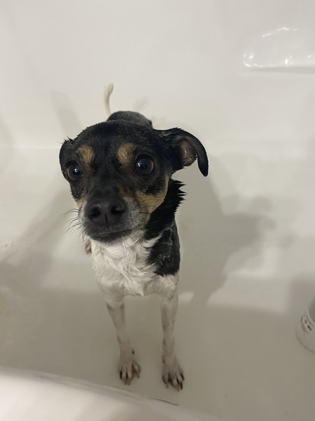 Entry image for Momo. Clicking this image will show a larger photo