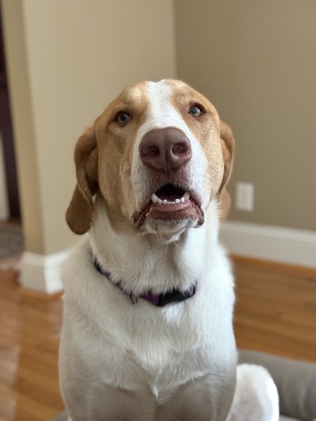 Entry image for Ladybird. Clicking this image will show a larger photo