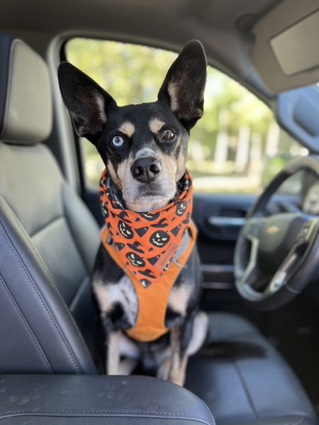 Entry image for Finn. Clicking this image will show a larger photo