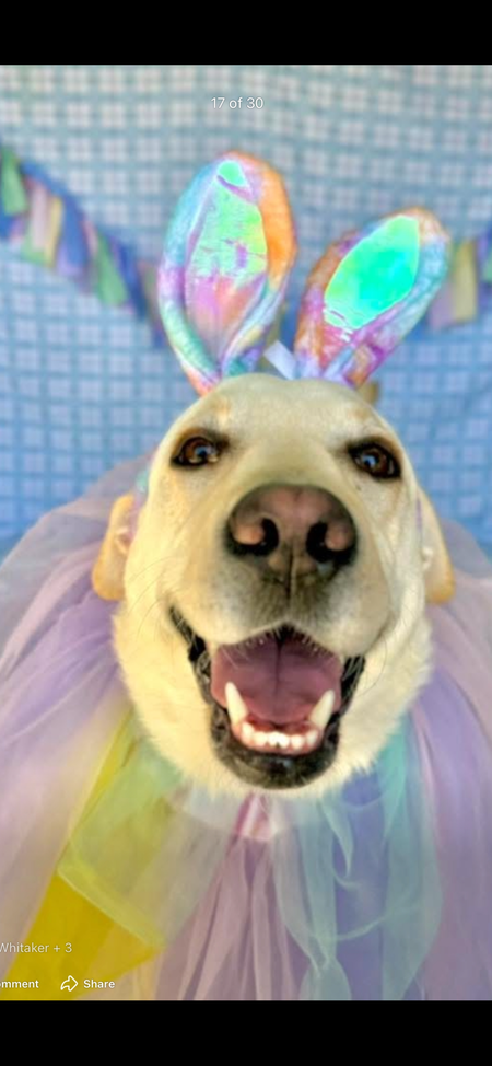 Entry image for Maggie. Clicking this image will show a larger photo