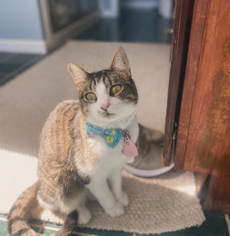 Entry image for Chicken . Clicking this image will show a larger photo