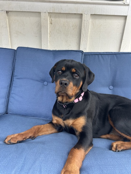 Entry image for Bonnie . Clicking this image will show a larger photo