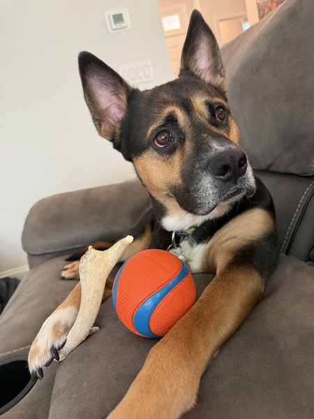 Entry image for Bentley . Clicking this image will show a larger photo