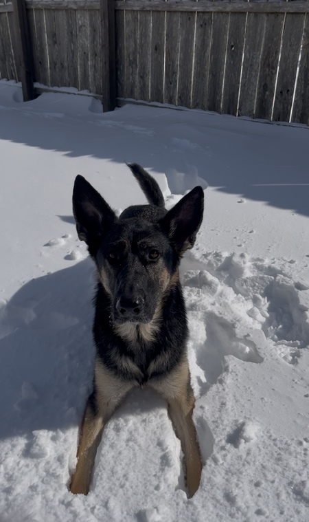 Entry image for Shadow . Clicking this image will show a larger photo