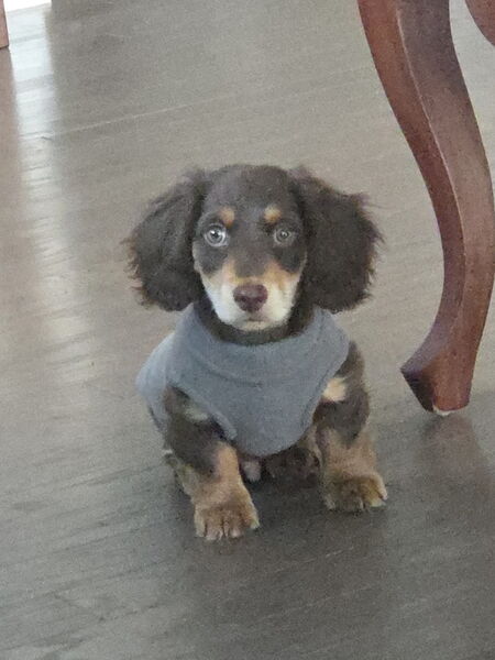 Entry image for Charlie Brown. Clicking this image will show a larger photo