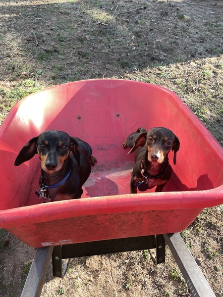 Entry image for Tater and Charlie. Clicking this image will show a larger photo