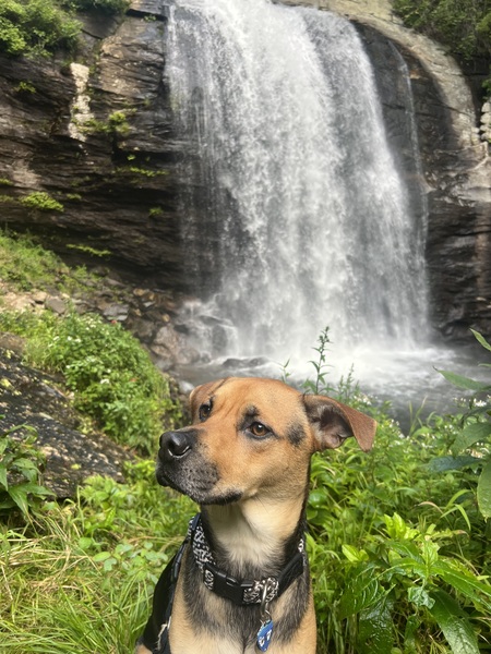 Entry image for Mango. Clicking this image will show a larger photo