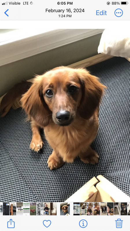 Entry image for Lil Red. Clicking this image will show a larger photo