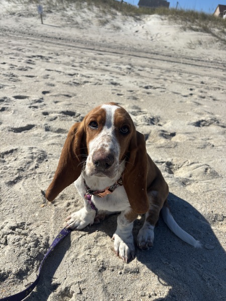 Entry image for Dolly. Clicking this image will show a larger photo