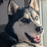 Entry image for Bandit