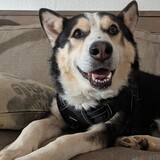 Entry image for Milo