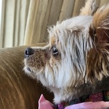 Entry image for Luna