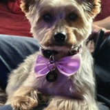 Entry image for Idieh