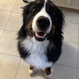 Entry image for Oliver