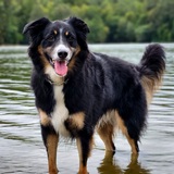 Entry image for The Woo