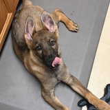 Entry image for Klaus Johnwick Manfreddi 