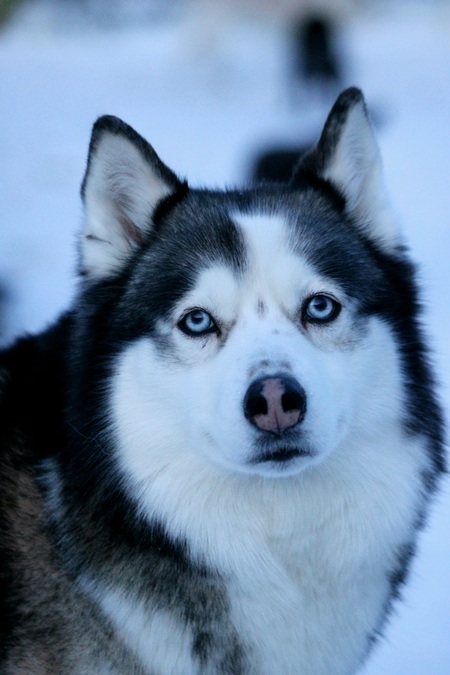 Entry image for Kiki Girl. Clicking this image will show a larger photo