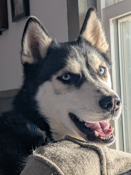 Entry image for Bandit. Clicking this image will show a larger photo