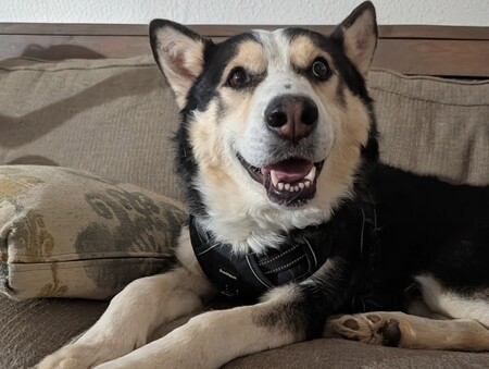 Entry image for Milo. Clicking this image will show a larger photo