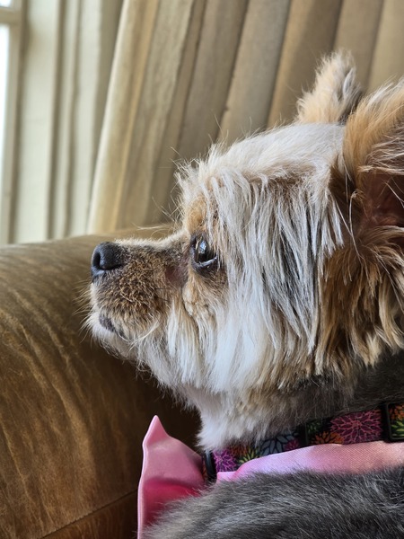 Entry image for Luna. Clicking this image will show a larger photo