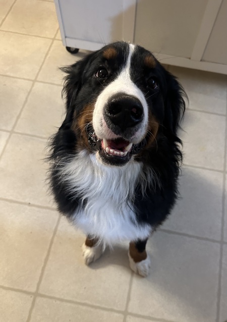 Entry image for Oliver. Clicking this image will show a larger photo