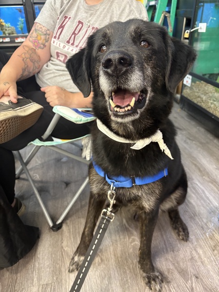 Entry image for Thor . Clicking this image will show a larger photo