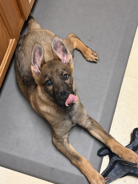 Entry image for Klaus Johnwick Manfreddi . Clicking this image will show a larger photo