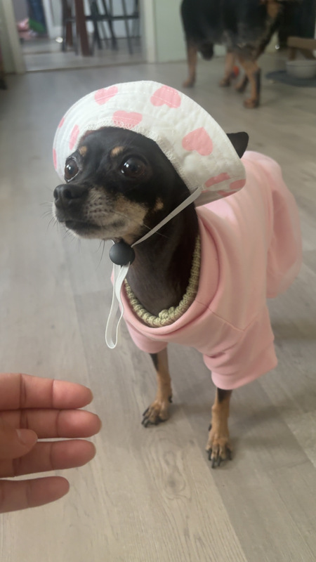 Entry image for Luna. Clicking this image will show a larger photo