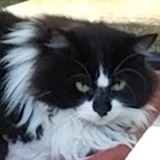 Entry image for Clementine