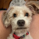 Entry image for Muggle