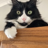 Entry image for Fred