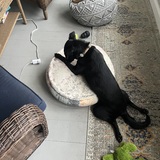 Entry image for Josie